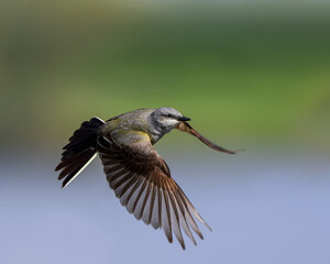 A western kingbird in flight.