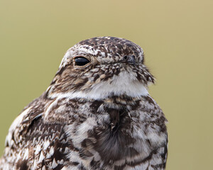 A common nighthawk gives an opportunity for a close-up portrait in Wyoming.