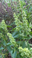 close up of a branch of a tree