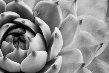 Black and white echeveria succulent plant, close-up. Macro fresh cacti plant. Gray succulent rosette background. Floral backdrop. High-quality photo