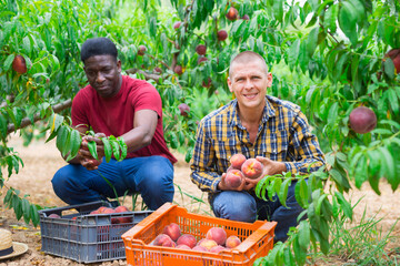 Obraz premium Two men harvest peaches in orchard. Harvest time
