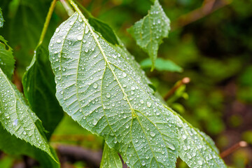 富山県中新川郡上市町の中山から立山の剱岳を望む登山をしている風景 A view of mountain climbing with a view of Tsurugidake in Tateyama from Nakayama in Kamiichi Town, Nakashinagawa County, Toyama Prefecture.