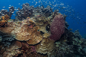 Healthy Coral reef at Blue Ocean on Crystal and Clear Water similar to great barrier reef