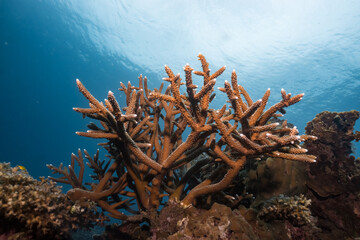 Healthy Coral reef at Blue Ocean on Crystal and Clear Water similar to great barrier reef