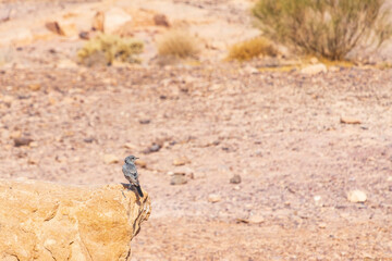 A small bird sitting on a stone closeup. Makhtesh Ramon Israel.