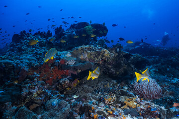 Fototapeta na wymiar Healthy Coral reef at Blue Ocean on Crystal and Clear Water similar to great barrier reef