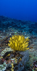 Healthy Coral reef at Blue Ocean on Crystal and Clear Water similar to great barrier reef