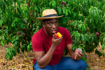 African american man tasting peaches during harvest in summer orchard