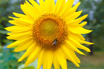 Obraz premium A bee on a sunflower.
