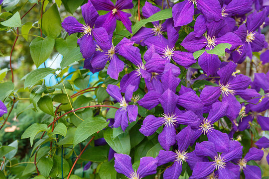 Clematis, Jackmanii, is a beautiful climbing plant with violet flowers.