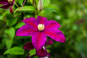 Blooming clematis in the garden. Shallow depth of field.