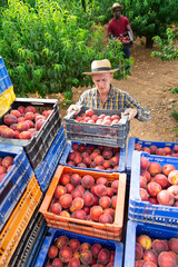 Caucasian man placing crate full of peaches on other crates. His African-american co-worker carrying crate in behind him.