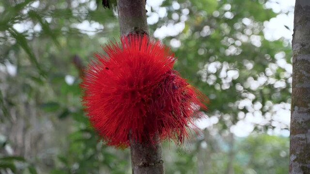 Vibrant red blooming Brownea Flower growing on tree in jungle of Ecuador,closeup