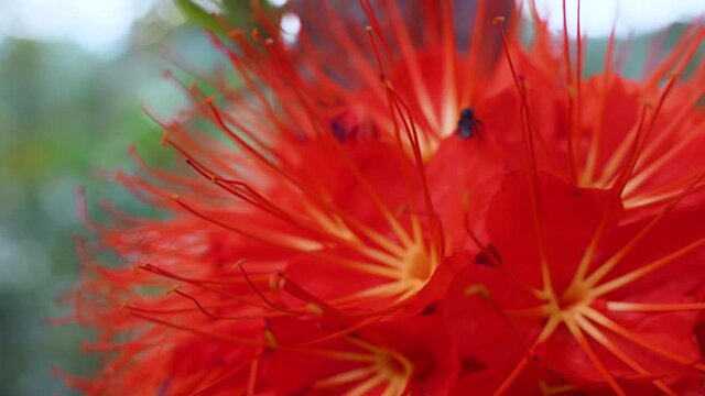 Macro shot of bee collecting pollen of exotic red flower blooming in rainforest of Ecuador - Brownea flowers