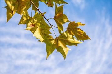 Obraz premium Maple branches with green and yellow leaves in autumn, in the light of sunset. Dry autumnal leaves background, golden maple tree foliage, autumn park, seasons change