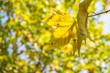 Maple branches with yellow leaves in autumn, in the light of sunset.