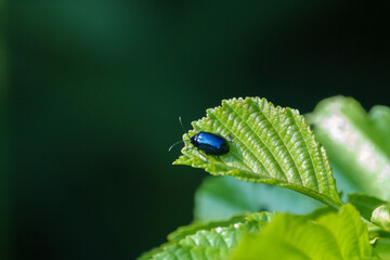 a sky blue leaf beetle eats holes in the green leaves of a bush