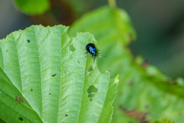 a sky blue leaf beetle eats holes in the green leaves of a bush