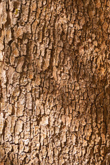 Bark texture and background of a old fir tree trunk. Detailed bark texture.
