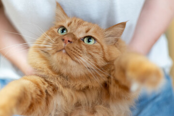 猫を抱っこする　茶トラ猫