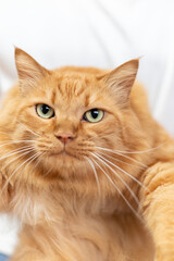 猫を抱っこする　茶トラ猫