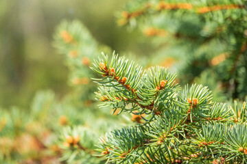 Background of green spruce branches in sunset light