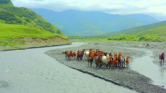 Front view. A herd of horses in the wild at a watering hole by the river with the hills in the background. Horses at a river crossing in a mountain valley.