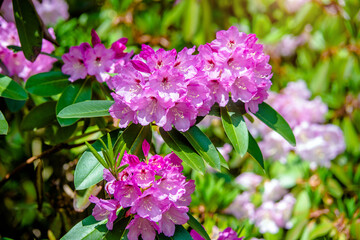 pink rhododendron blooms in the Botanical garden