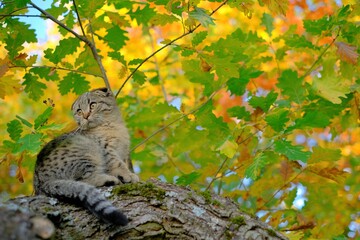 kitten on the tree. Scottish gray tabby cat in the autumn sunny garden.Autumn mood.