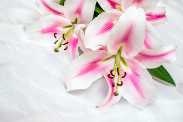 Bouquet of white lilies on white background

