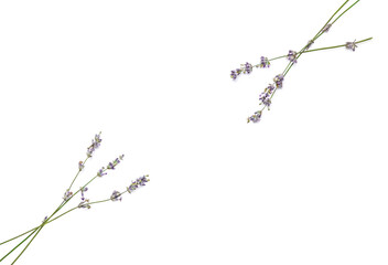 Beautiful lavender flowers on white background