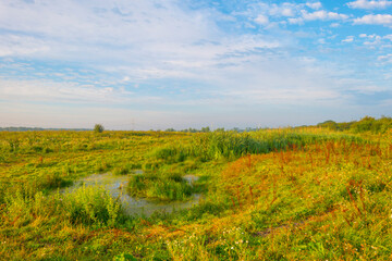 Fototapeta na wymiar The edge of a lake with reed in wetland in bright blue sunlight at sunrise in summer, Almere, Flevoland, The Netherlands, August 12, 2021