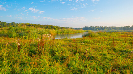 The edge of a lake with reed in wetland in bright blue sunlight at sunrise in summer, Almere, Flevoland, The Netherlands, August 12, 2021