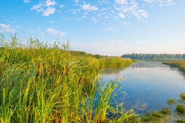 The edge of a lake with reed in wetland in bright blue sunlight at sunrise in summer, Almere, Flevoland, The Netherlands, August 12, 2021