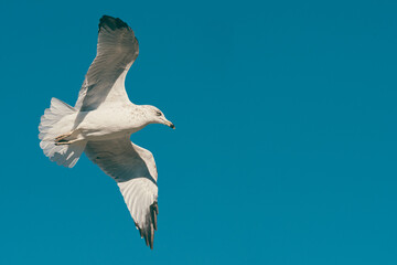 Urban Seagull
