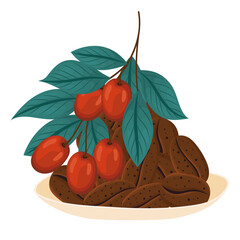 coffee plant with grains