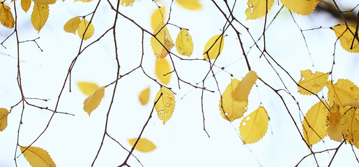 abstract autumn fall background leaves yellow nature october wallpaper seasonal