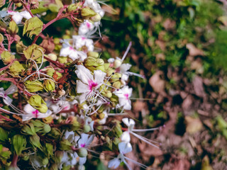 Clerodendrum infortunatum, known as bhat or hill glory bower, is a perennial shrub belonging to the family Lamiaceae, also sometimes classified under Verbenaceae.