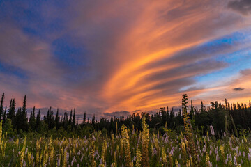 evening nature of the celestial teeth
