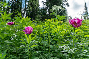 flowers growing in the area of the celestial teeth