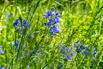 flowers growing in the area of the celestial teeth