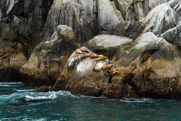 Sea Lions Resting on Rocks of Resurrection Bay, Alaska