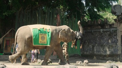A police elephant in a cape with the inscription Forest Police carries an unknown person with a...