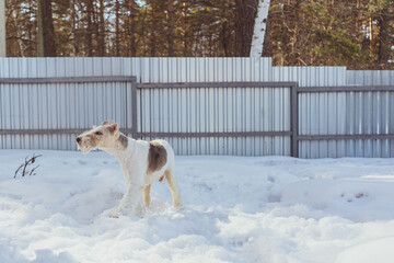 Old blind fox terrier having fun on a winter walk