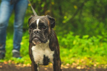 Boxer dog for a walk with the owner.