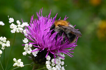insekten