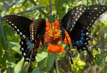 butterfly on a flower