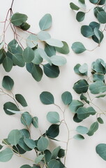 green eucalyptus leaves  pattern on a beige  background top view.  Eucalyptus branches. poster. floral card