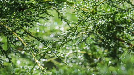 Fototapeta na wymiar Texture, background, pattern of green branches of decorative coniferous evergreen juniper with rain drops. Bokeh with light reflection. Natural backdrop