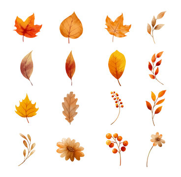 Autumn leaves and flower set isolated on white background. Leaf with watercolor style.